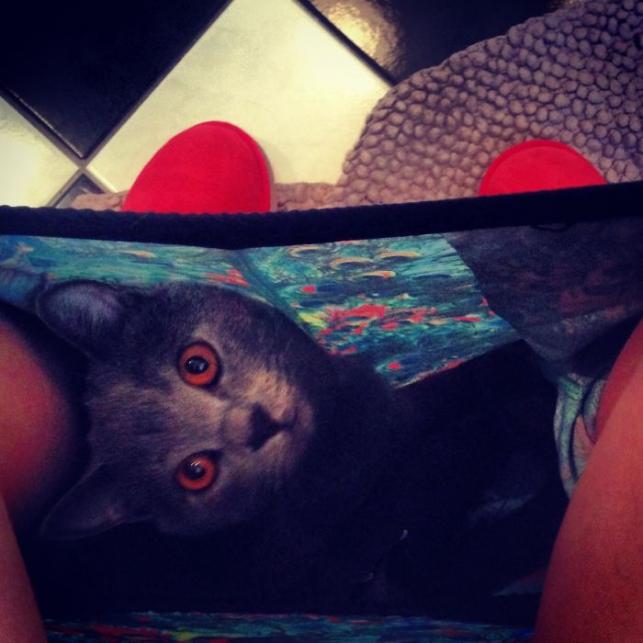 Macska a gatyában | Forrás: boredpanda.com
