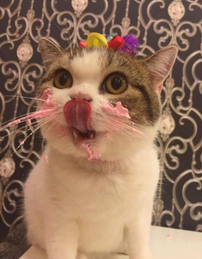 Macska tortával | Forrás: boredpanda.com