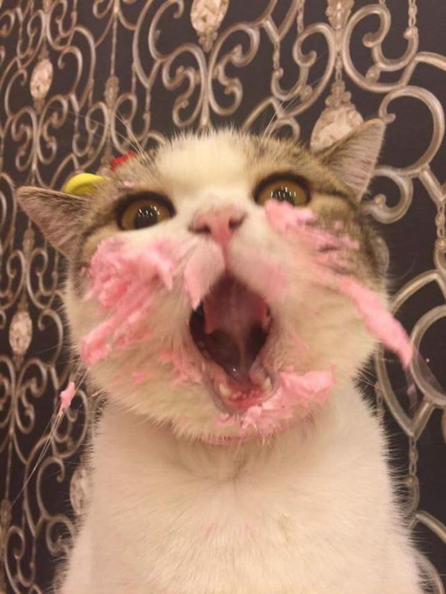 Macska tortával | Forrás: boredpanda.com