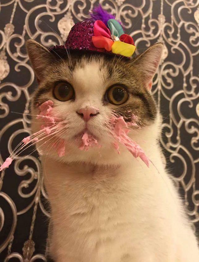 Macska tortával | Forrás: boredpanda.com