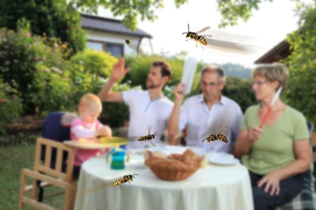 Méhek, darazsak - PROAKTIVdirekt Életmód magazin és hírek - proaktivdirekt.com