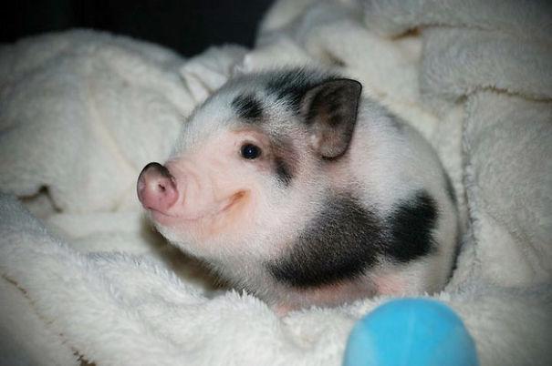 Mosolygó állatok | Fotó via boredpanda.com