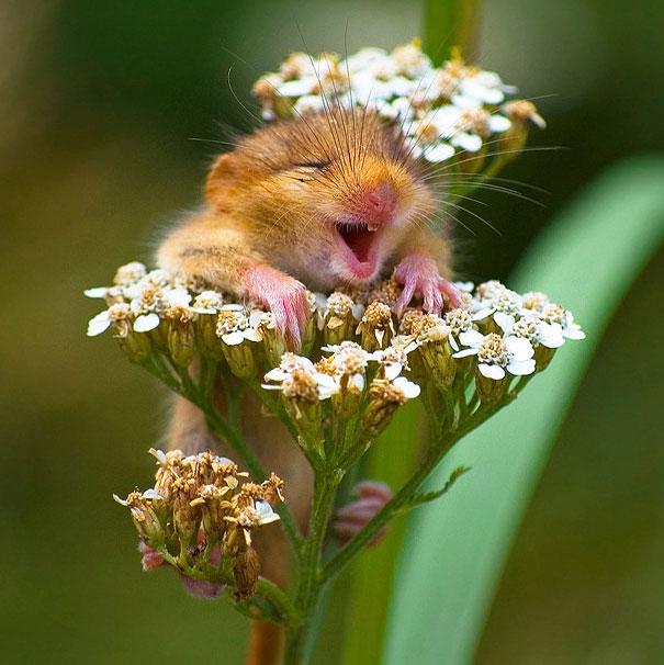 Mosolygó állatok | Fotó via boredpanda.com