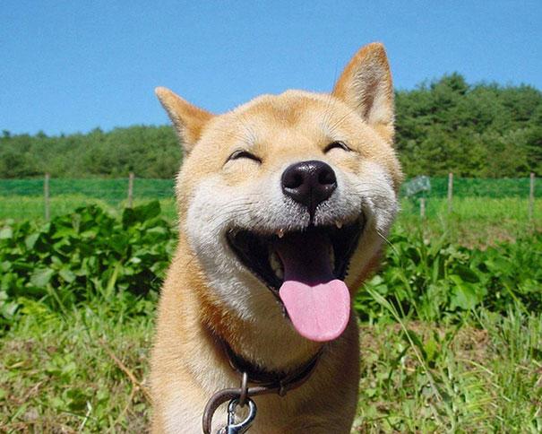 Mosolygó állatok | Fotó via boredpanda.com
