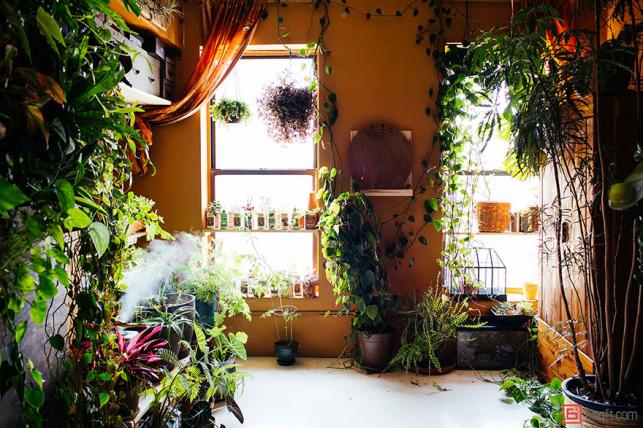 Dzsungel egy lakásban, New York-ban | Fotó via boredpanda.com