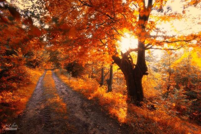 Fotó: Janek Sedlar via boredpanda.com - PROAKTIVdirekt Életmód magazin és hírek - proaktivdirekt.com