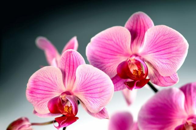 Phalaenopsis orchidea - PROAKTIVdirekt Életmód magazin és hírek - proaktivdirekt.com