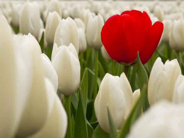 Piros és fehér tulipán - PROAKTIVdirekt Életmód magazin és hírek - proaktivdirekt.com