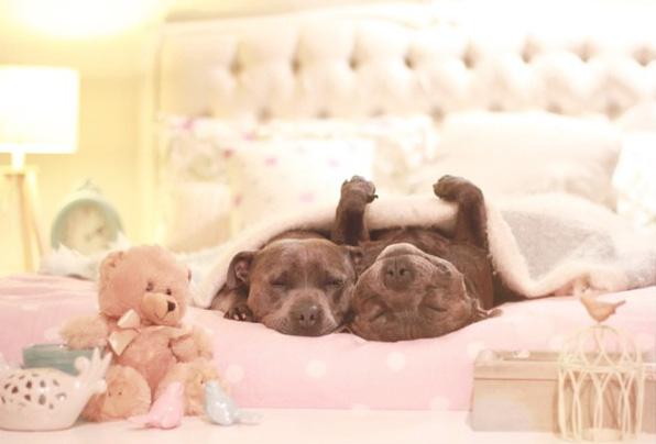 Pitbullok | Fotó: boredpanda.com - PROAKTIVdirekt Életmód magazin és hírek - proaktivdirekt.com