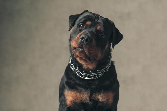 Rottweiler Fotó:123rf.com - PROAKTIVdirekt Életmód magazin és hírek - proaktivdirekt.com