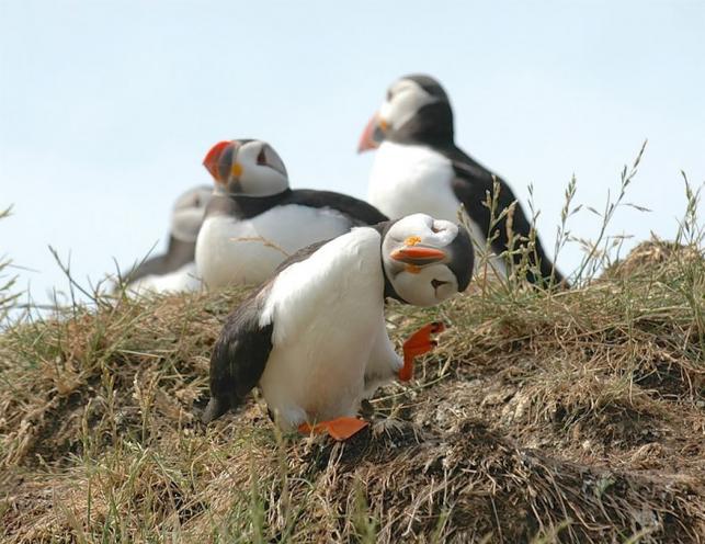 Vicces állatfotó | Forrás via boredpanda.com, comedywildlifephoto.com - PROAKTIVdirekt Életmód magazin és hírek - proaktivdirekt.com