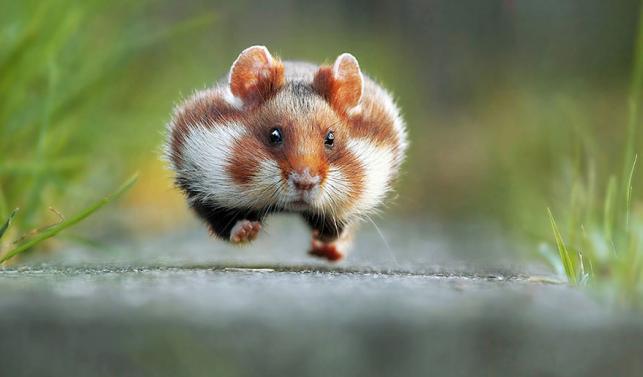 Nyertes vicces állatfotók | Forrás: boredpanda.com