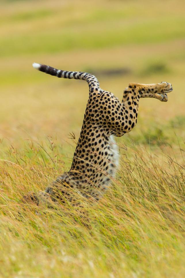 Nyertes vicces állatfotók | Forrás: boredpanda.com