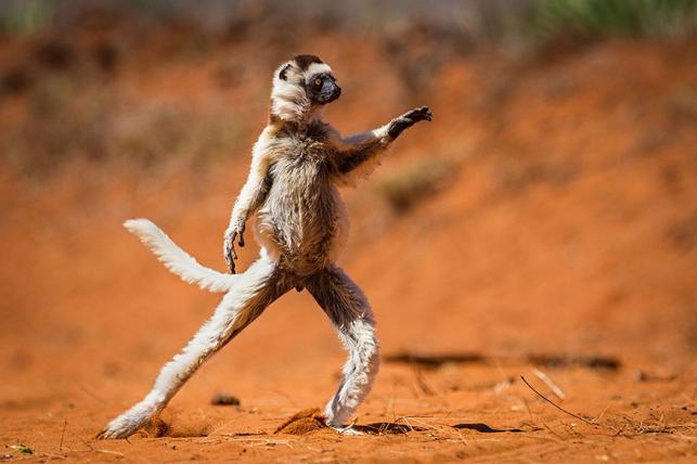 Nyertes vicces állatfotók | Forrás: boredpanda.com