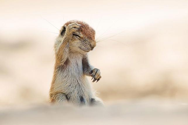 Nyertes vicces állatfotók | Forrás: boredpanda.com