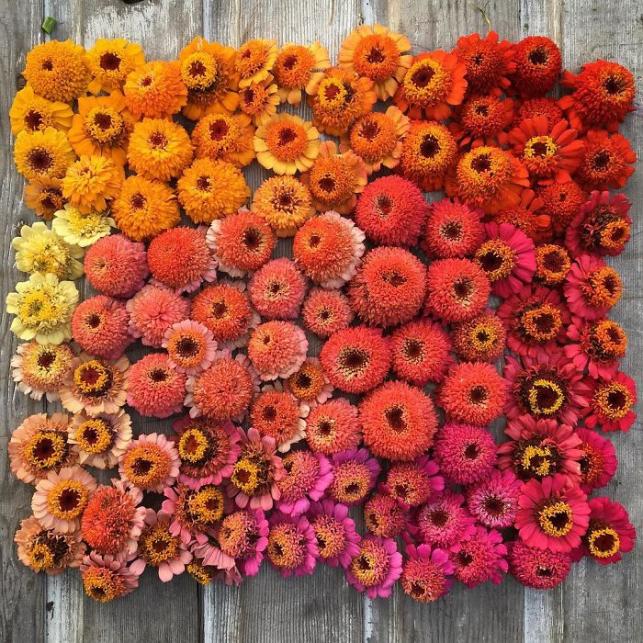 Virágárus | Fotó: instagram.com/floretflower via boredpanda.com