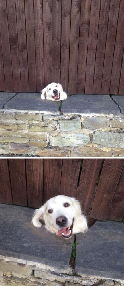Kutya a kerítésen | Fotó via boredpanda.com