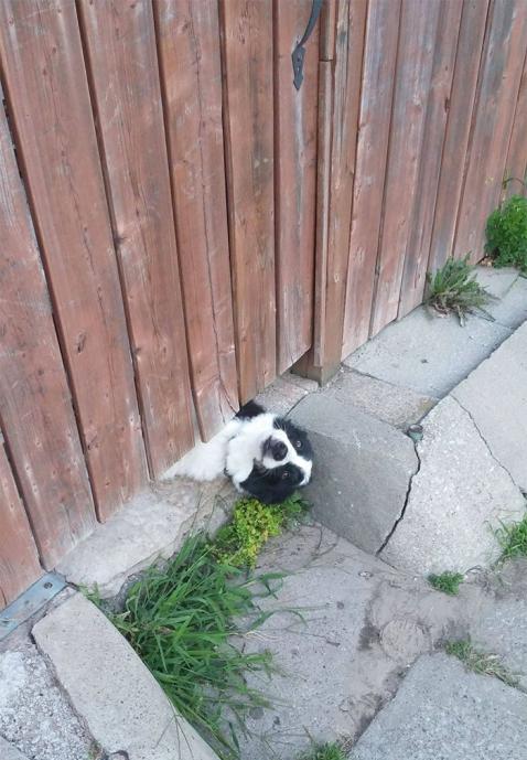 Kutya a kerítésen | Fotó via boredpanda.com