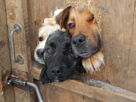 Kutya a kerítésen | Fotó via boredpanda.com