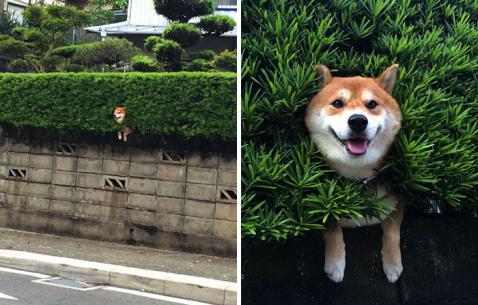 Kutya a kerítésen | Fotó via boredpanda.com