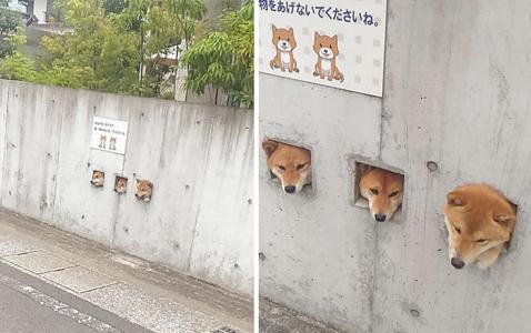 Kutya a kerítésen | Fotó via boredpanda.com