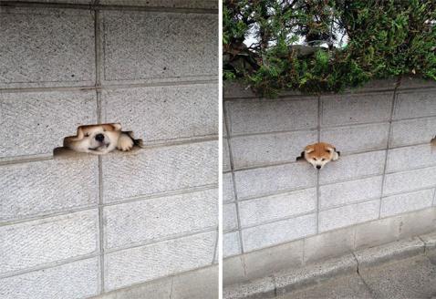 Kutya a kerítésen | Fotó via boredpanda.com