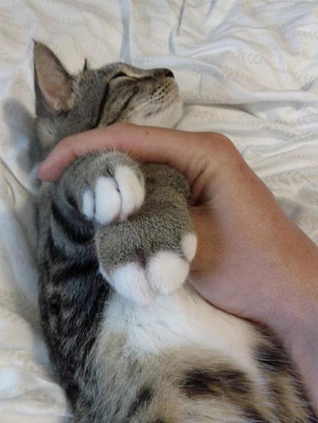Cica méhcsípéssel 1 | Forrás: boredpanda.com