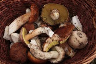 Gomba Fotó: 123rf.com - PROAKTIVdirekt Életmód magazin és hírek - proaktivdirekt.com