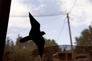 Madár matrica az ablakon Fotó:123rf.com - PROAKTIVdirekt Életmód magazin és hírek - proaktivdirekt.com