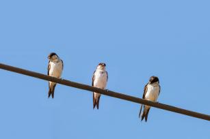 Molnárfecske Fotó:123rf.com - PROAKTIVdirekt Életmód magazin és hírek - proaktivdirekt.com