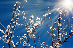 Tavaszi hangulat Fotó: 123rf.com - PROAKTIVdirekt Életmód magazin és hírek - proaktivdirekt.com